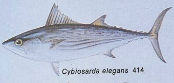 Cybiosarda elegans